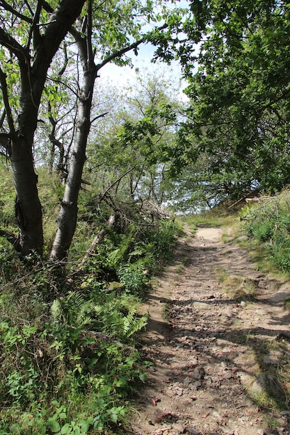 Foto vertical de uma trilha na ilha de Bornholm, na Dinamarca