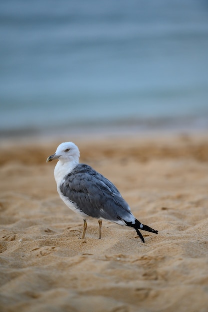 Foto vertical de uma única gaivota na areia da costa