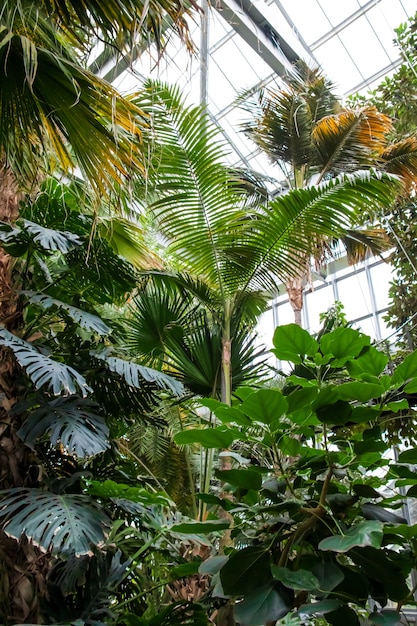 Foto vertical de uma variedade de árvores e plantas crescendo dentro da estufa