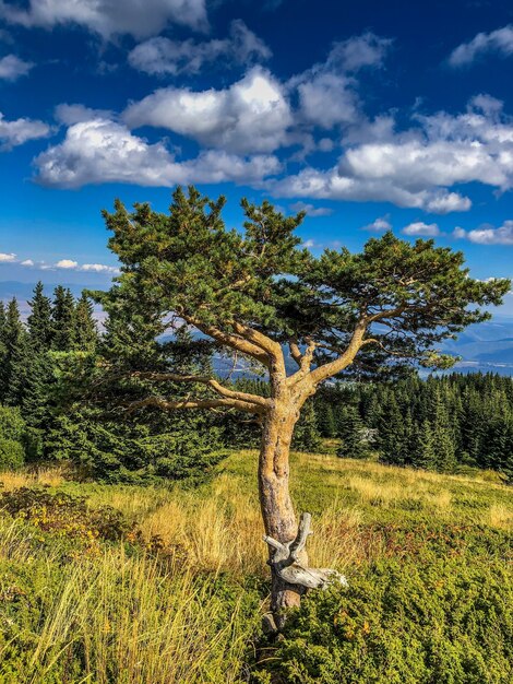 Foto vertical de várias árvores em um parque sob um céu cheio de nuvens