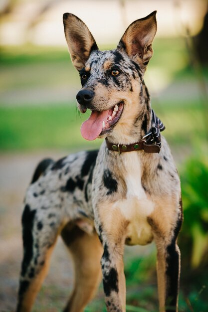 Foto vertical do cachorro leopardo Catahoula com coleira no parque