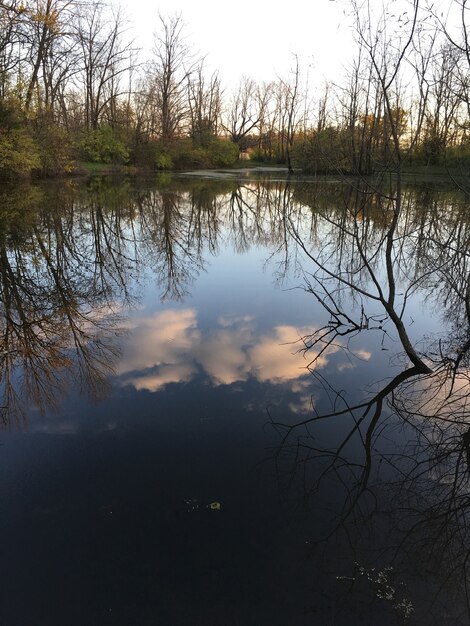Foto vertical do reflexo das árvores e do céu nublado em um belo lago calmo