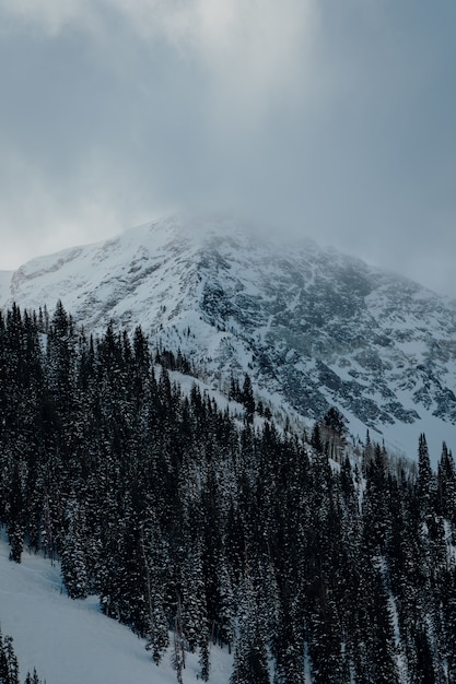 Foto vertical dos abetos nas montanhas cobertos de neve sob o céu escuro