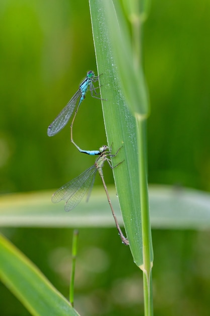 Foto vertical dos insetos casando-se com uma libelinha azul no topo de uma folha verde no jardim