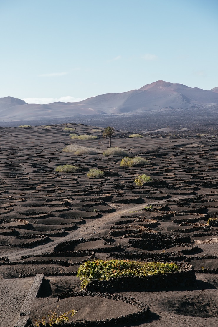 Foto grátis foto vertical dos vinhedos na ilha de lanzarote durante o dia