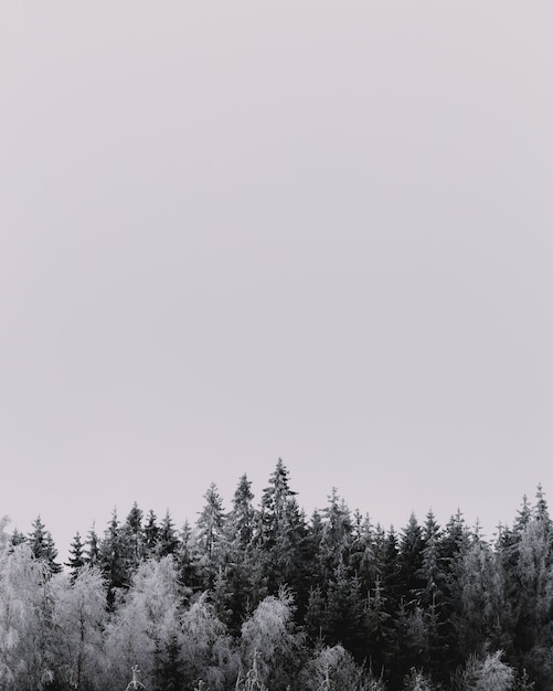 Foto vertical em escala de cinza de lindos pinheiros cobertos de neve