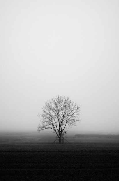 Foto vertical em tons de cinza de um campo misterioso coberto de névoa