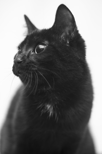 Foto vertical em tons de cinza de um gato preto com olhos fofos