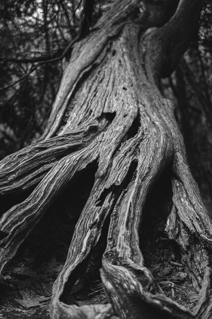 Foto vertical em tons de cinza do tronco de uma grande árvore velha