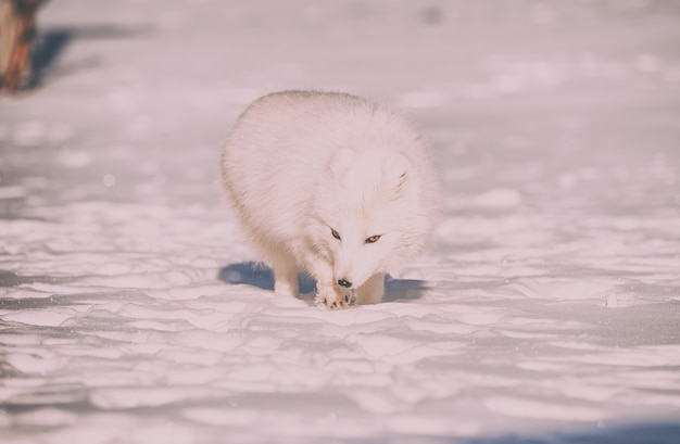 Fotografia da vida selvagem de raposa branca