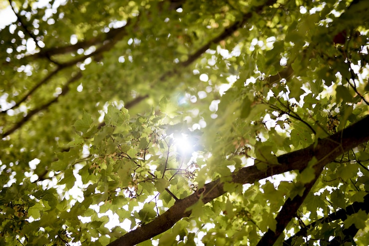 Foto grátis fotografia de baixo ângulo de folhas verdes com o sol brilhando através dos galhos