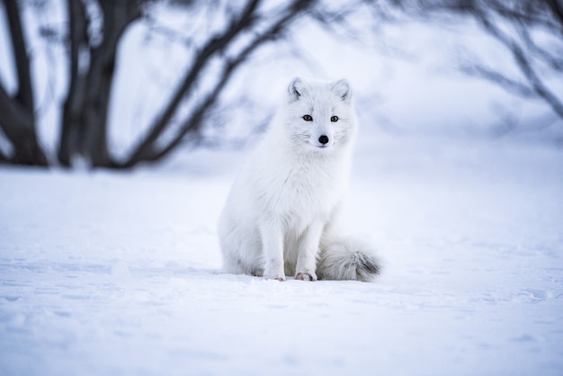 Fotografia de foco seletivo de lobo cinzento em campo de neve