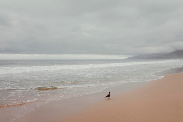 Fotografia de natureza de fundo de ondas de praia