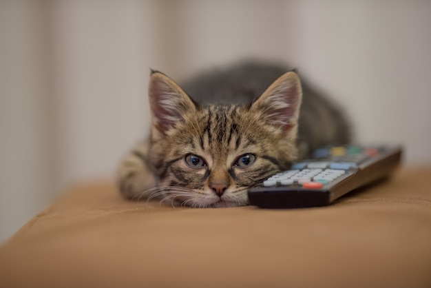Fotografia em close-up de um gatinho dormindo ao lado de um controle remoto no sofá