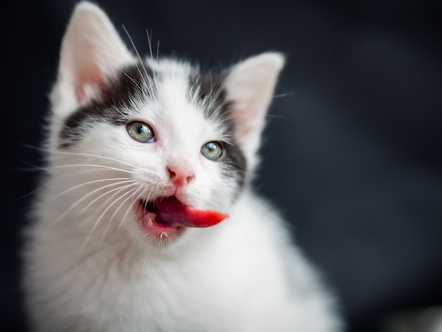 Fotografia em close-up de um gatinho mostrando sua língua isolada