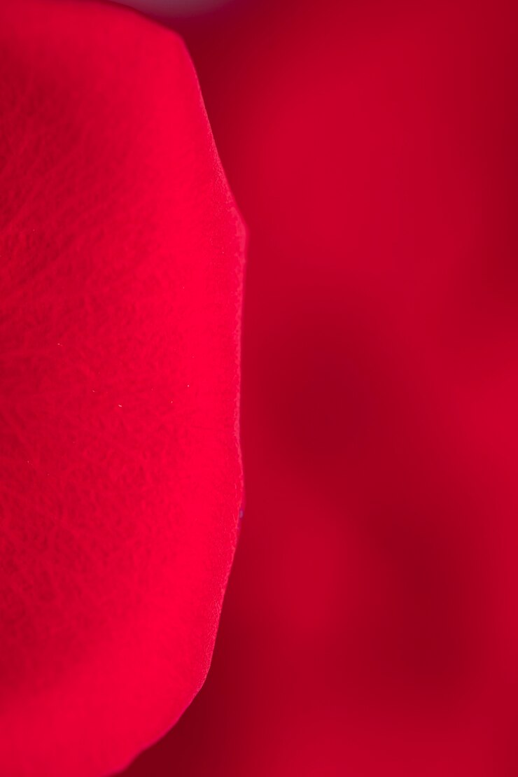 Foto grátis fotografia macro de pétalas de rosa vermelha