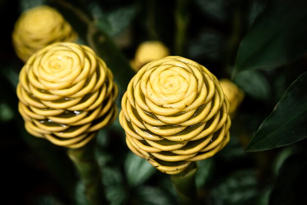 Fotografia macro de planta tropical amarela