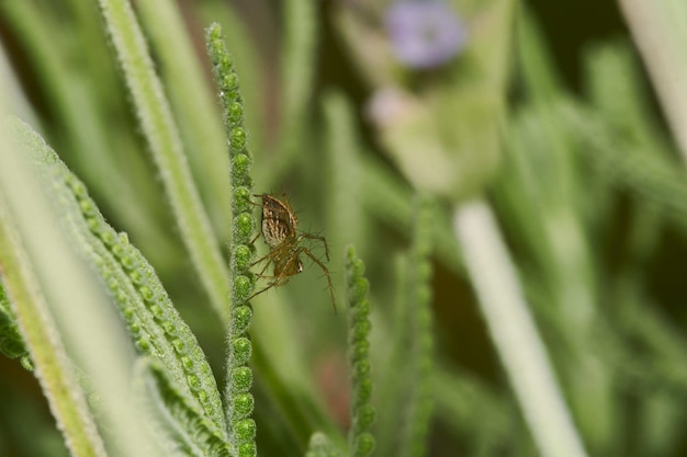 Fotografia macro de uma aranha em uma planta com flor