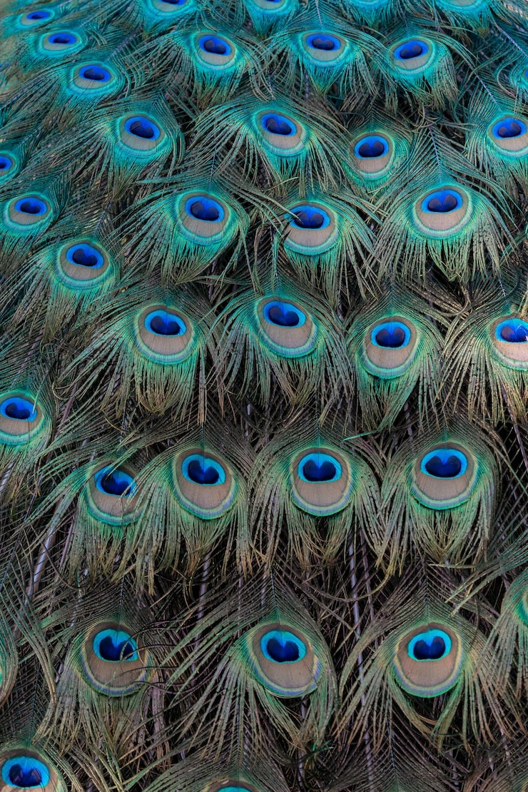 Foto grátis fotografia vertical de uma bela cauda de pavão