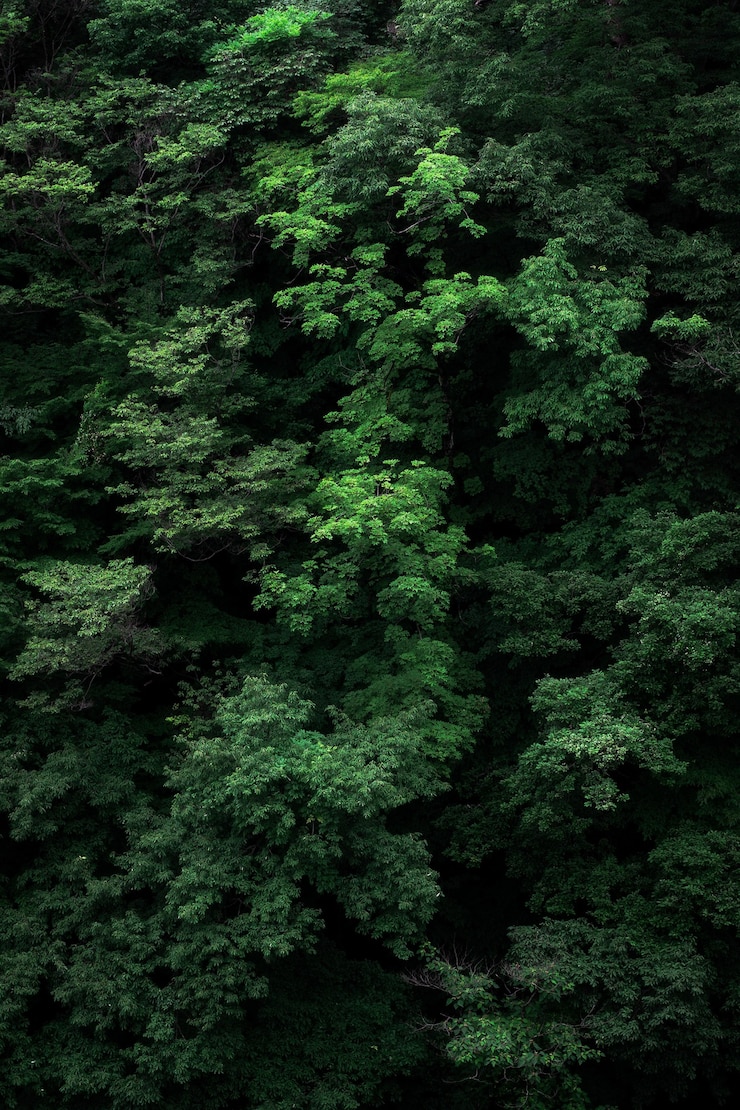 Foto grátis fotografia vertical dos galhos de uma árvore verde perfeita para o fundo