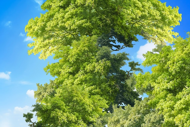 Fotografias panorâmicas de árvores tranquilas e céu azul