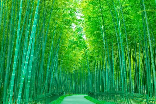 Frescura natural chuva manhã japão