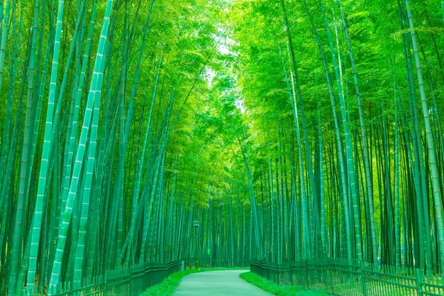 Frescura natural chuva manhã japão