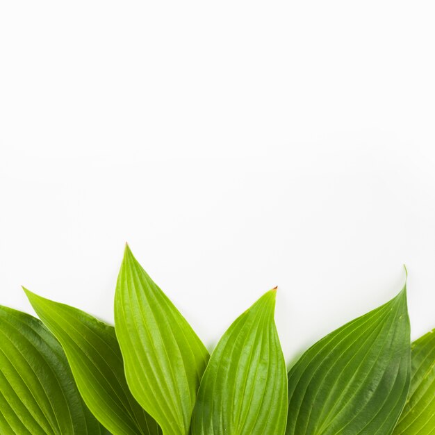 Fronteira inferior feita com folhas verdes frescas no fundo branco