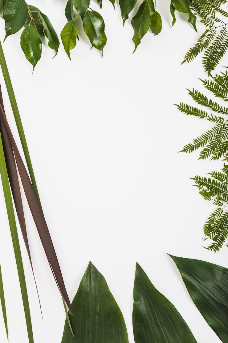 Foto grátis fronteira para as folhas verdes frescas