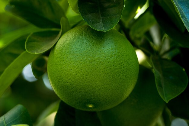 Fruta água verde