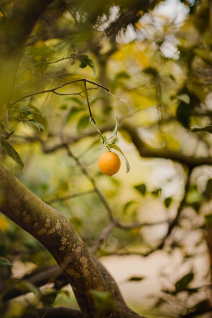 Fruta laranja em galho de árvore