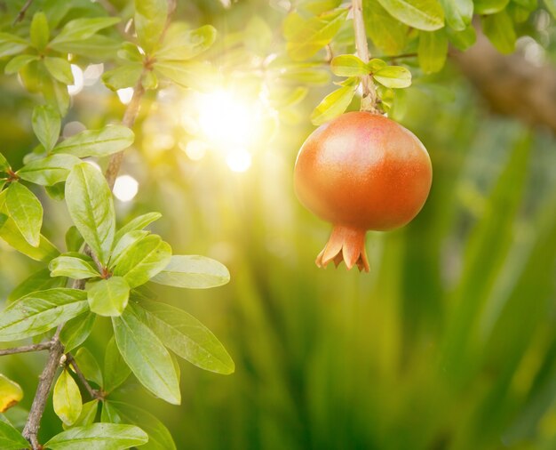 Fruta madura de romã.