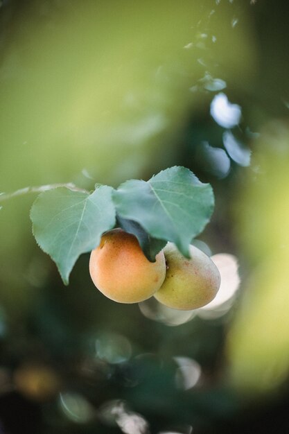 Fruta redonda amarela e verde