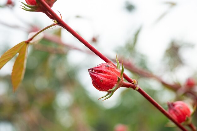 Fruta roselle no jardim, rosela fresca com folhas. erva, medicamento e bebida alternativa de alimentos saudáveis.