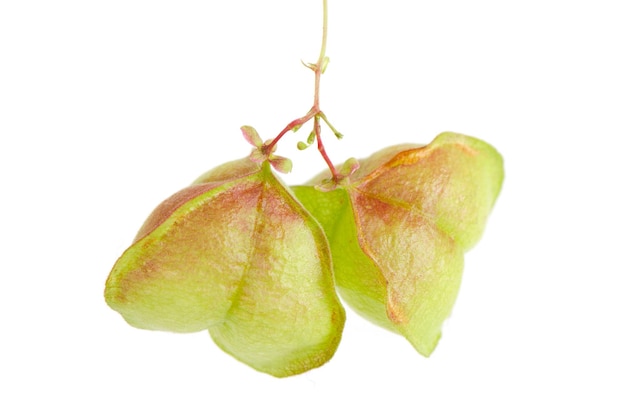 Frutas de videira de balão ou cardiospermum halicacabum isoladas no fundo branco. Foto Premium