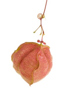 Frutas de videira de balão ou cardiospermum halicacabum isoladas no fundo branco.
