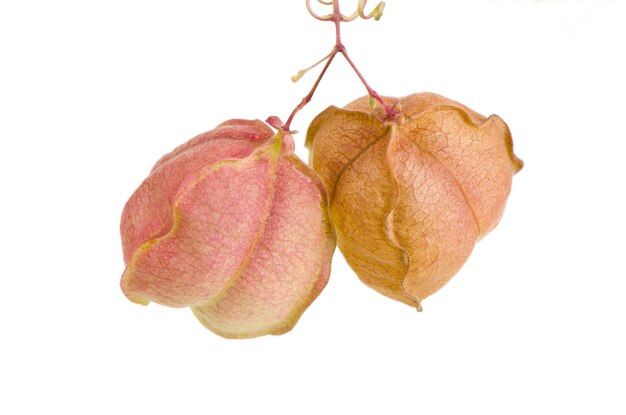 Frutas de videira de balão ou cardiospermum halicacabum isoladas no fundo branco.