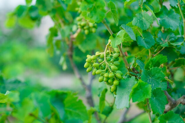 Frutos de uva verdes em vista lateral da videira no jardim
