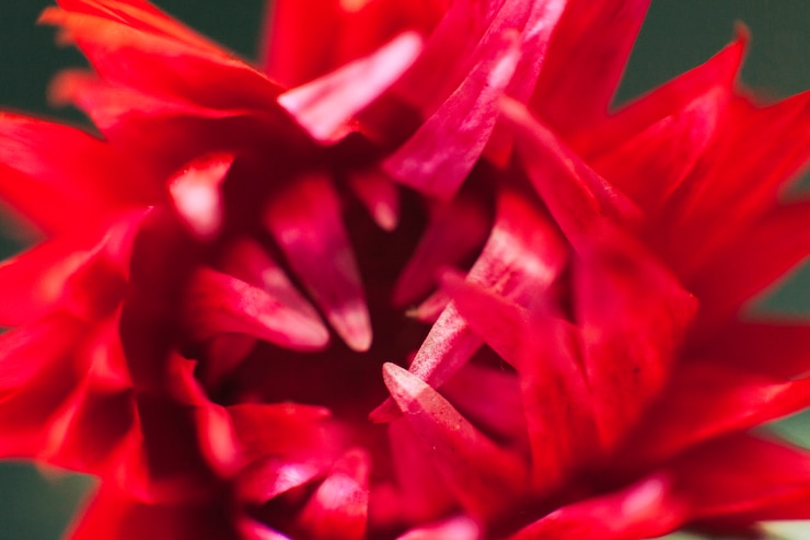 Foto grátis fundo abstrato de uma linda flor