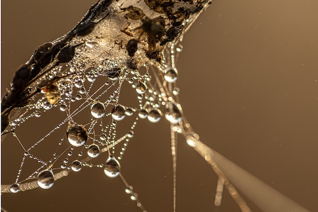Fundo abstrato natural com gotas de orvalho brilhando ao sol em uma teia de aranha.