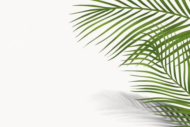 Fundo agradável com plantas de palmeira no fundo branco