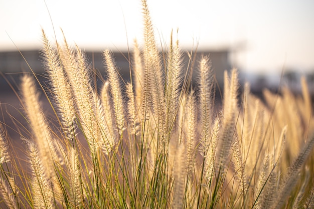 Foto grátis fundo bonito das plantas do campo ao nascer do sol.