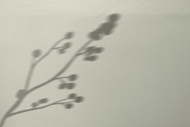 Fundo com sombra de galho de algodão em flor