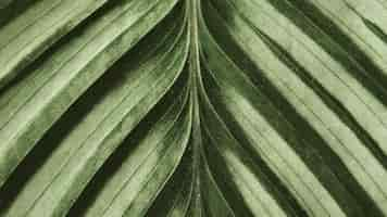 Foto grátis fundo da folha calathea close up