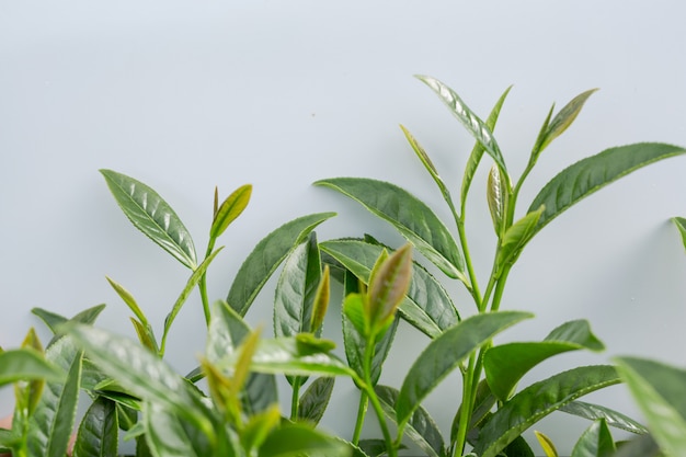 Fundo da folha de chá verde em plantações de chá.