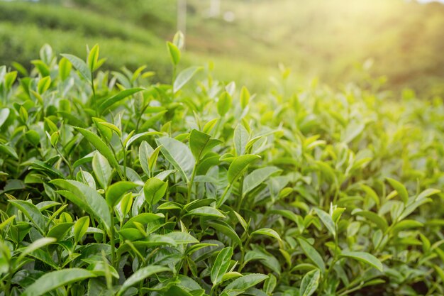 Fundo da folha de chá verde em plantações de chá.