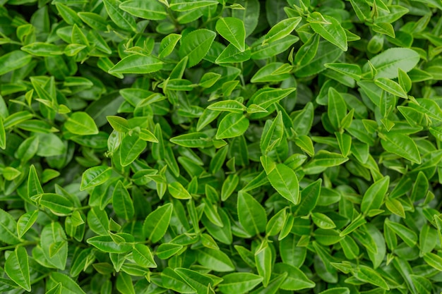 Fundo da folha de chá verde em plantações de chá.