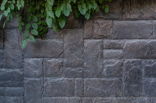 Fundo da parede de tijolo de pedra moderna com uma planta verde. Textura de pedra com espaço de cópia