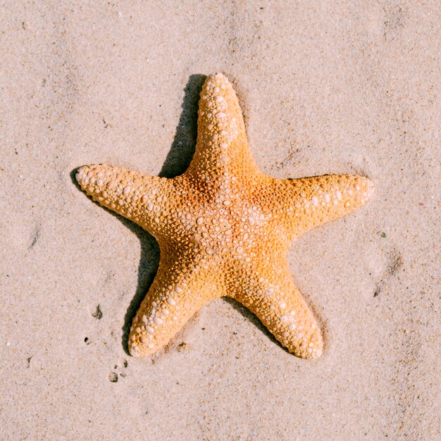 Fundo de areia com estrela do mar