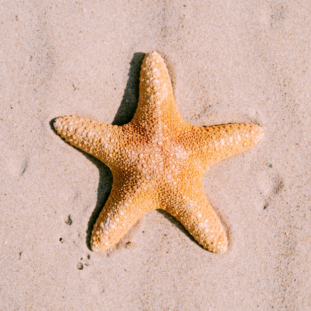 Fundo de areia com estrela do mar